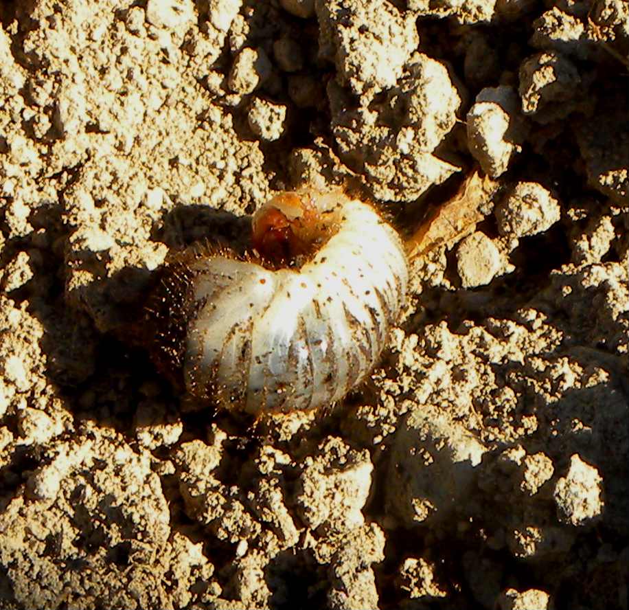 che larva ?